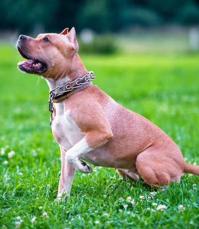 aggressive American Staffordshire terrier