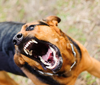A dangerous and aggressive dog bares its teeth