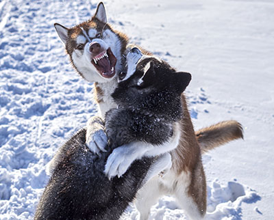 Vicious Siberian Huskies