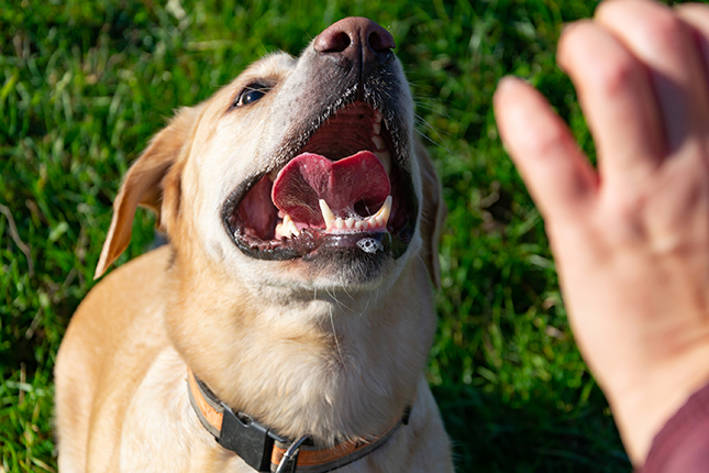 dog open mouth about to bite a person's hand