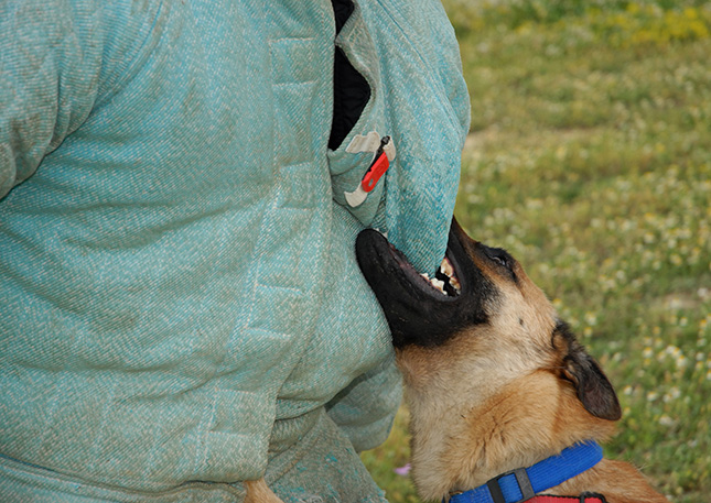 A dog biting someone's jacket