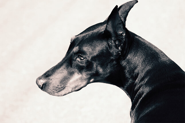 history of the doberman pinscher