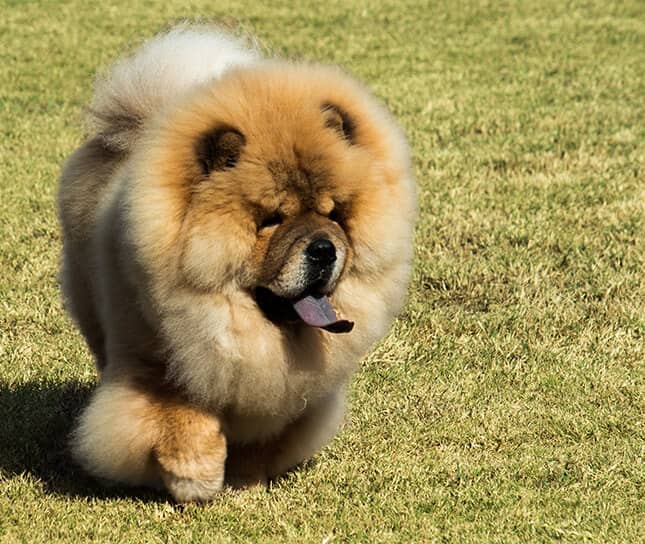 aggressive chow chow breed
