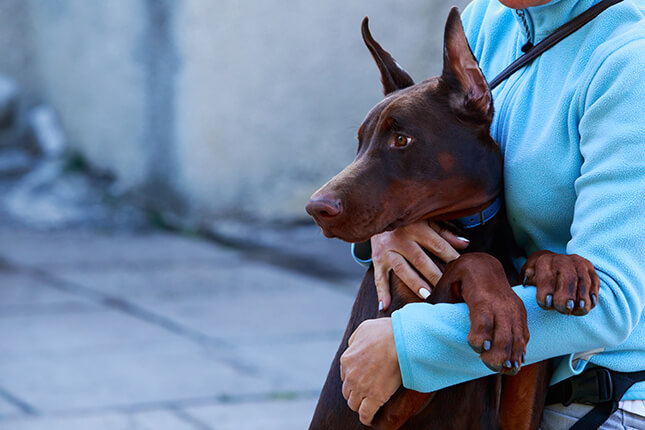 dobermans around children