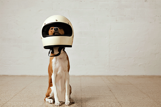 dog in a motorcycle helmet promoting safety orange county