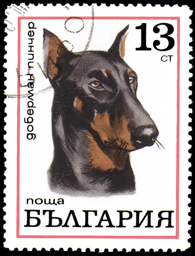 doberman pinscher history in law enforcement