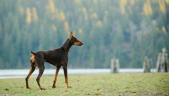 doberman pinscher confident attention security