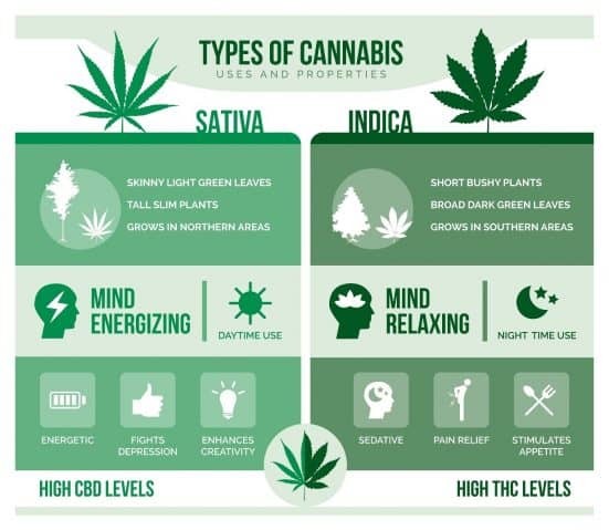 Types of Cannabis