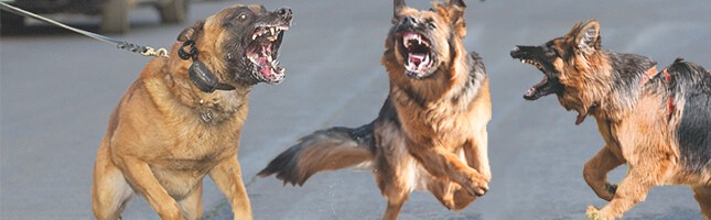 los angeles dog bite lawyers at Bisnar Chase Personal Injury Attorneys