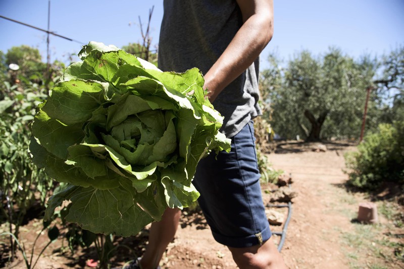 First Death Reported in California from E. coli-Tainted Romaine Lettuce
