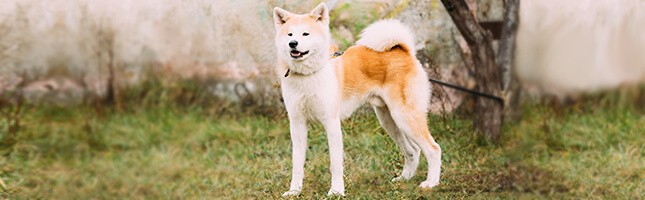 akita dangerous dog breed