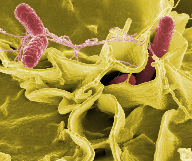 FDA Warns Fruit Processor about Listeria Contamination