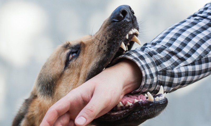 2019 Dog Bite Fatality Report Shows Increase in Dog Attacks and Adult Victims