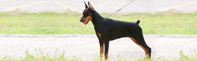 doberman pinscher breed and dog bite information